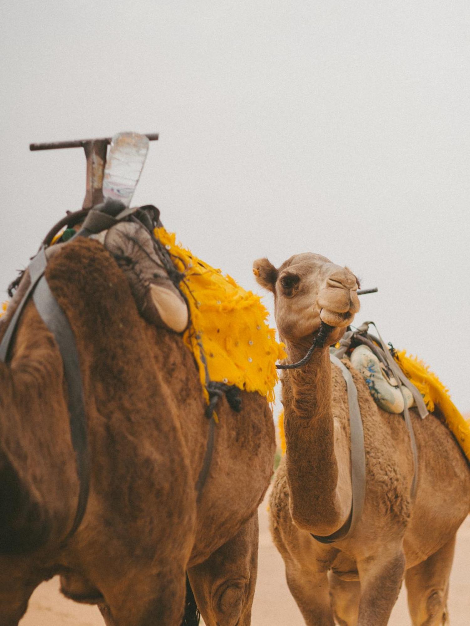 Kam Kam Dunes Merzouga Dış mekan fotoğraf